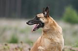 MALINOIS 559